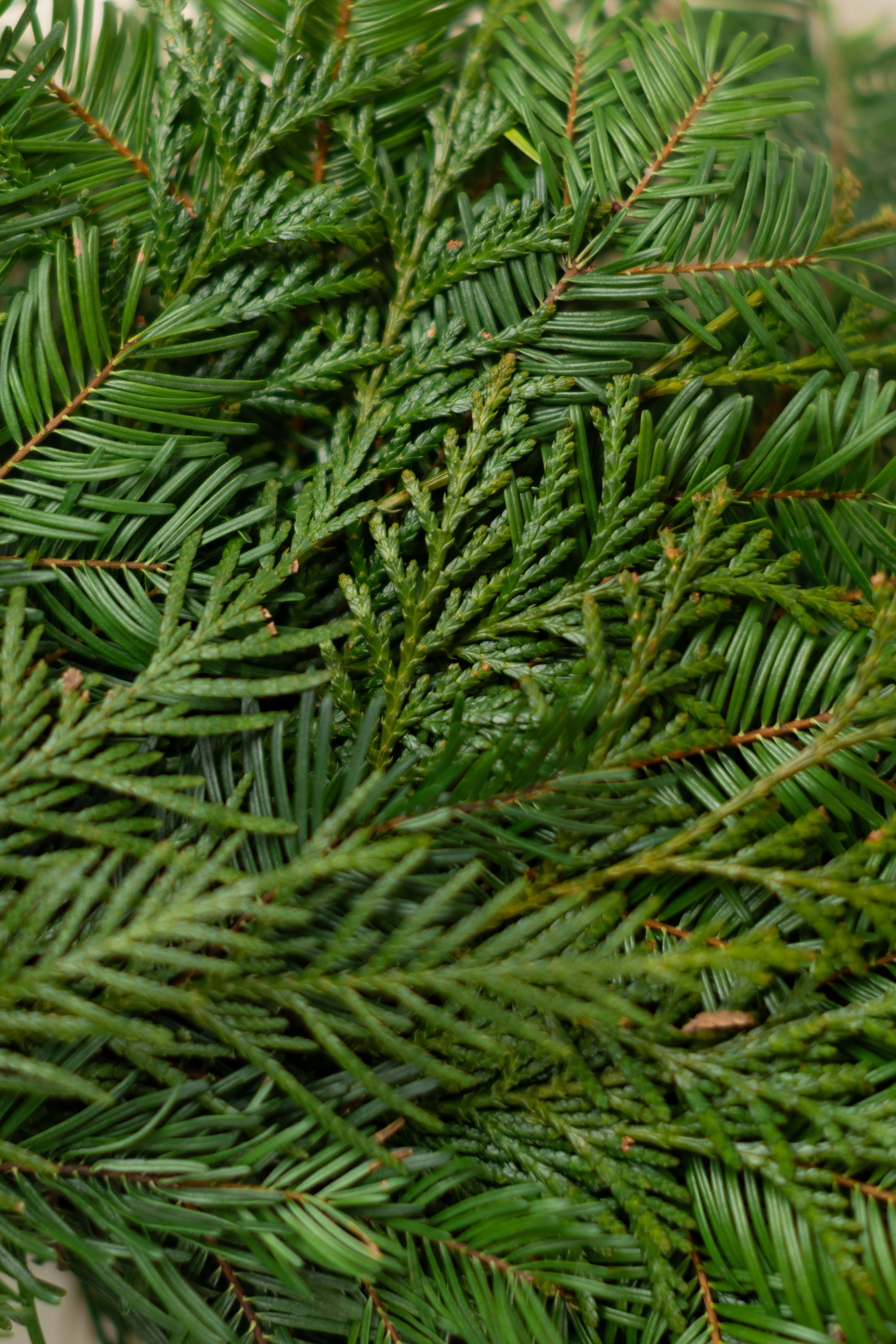Traditional Holiday Wreath